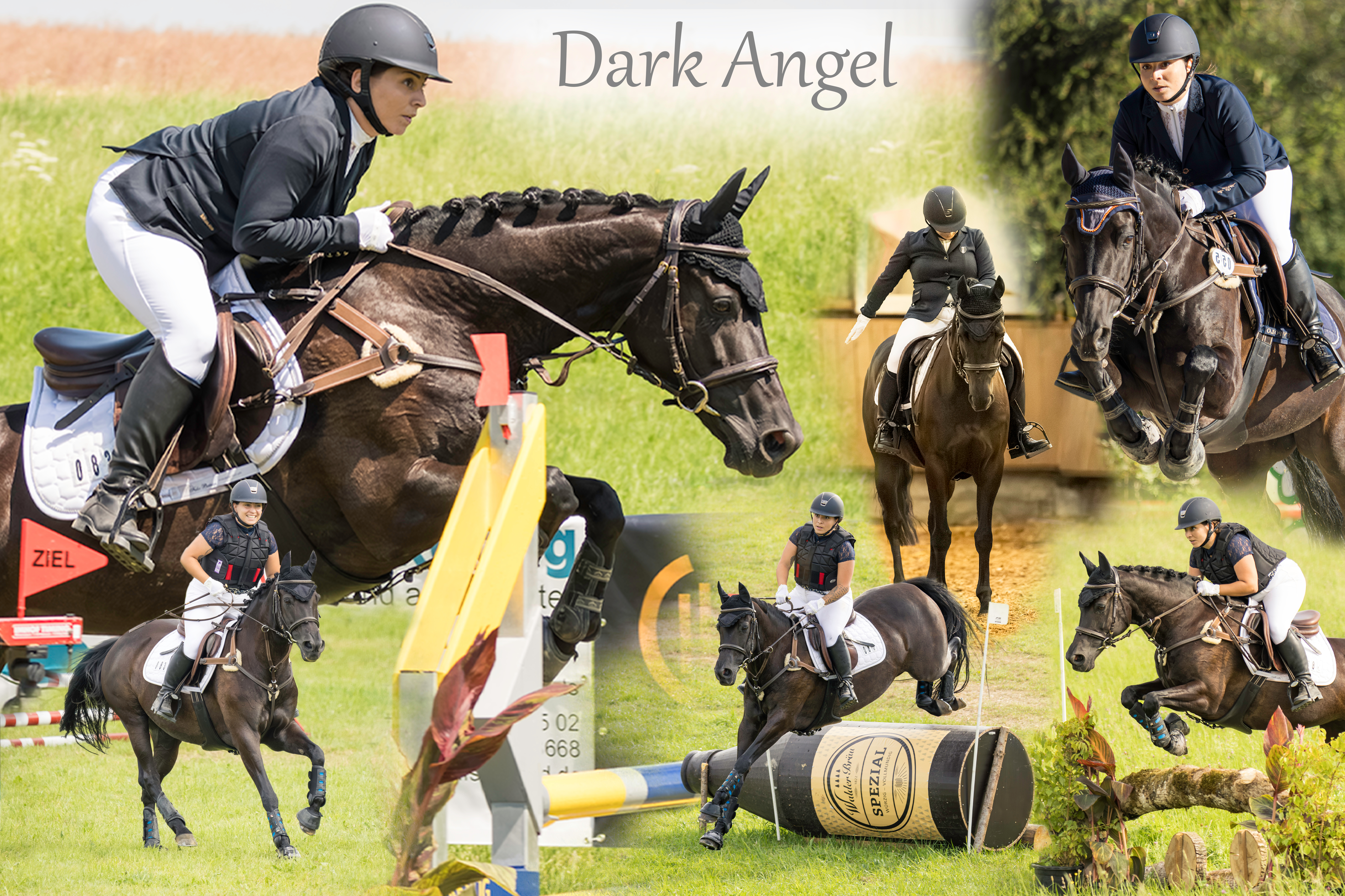 Reitsport Fotocollage mit Pferd und Reiterin in verschiedenen Momenten