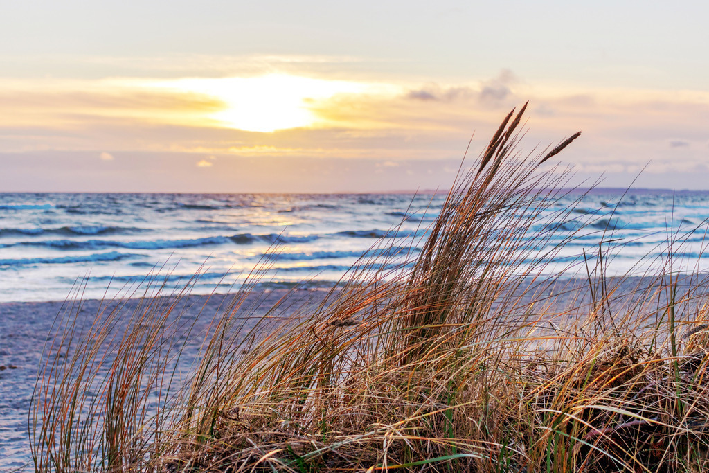 Strandhafer im Morgenlicht