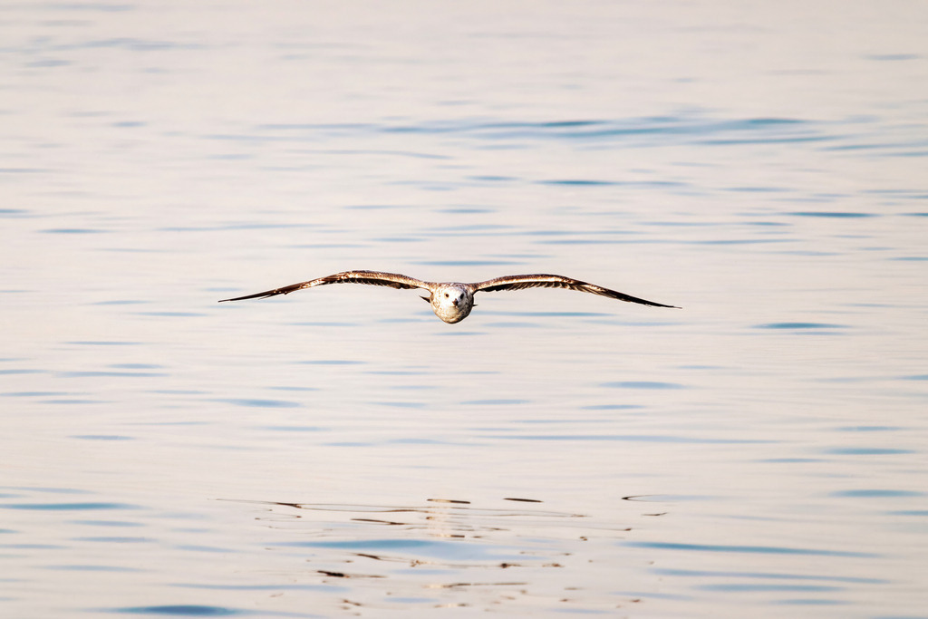 Eleganz im Gleitflug
