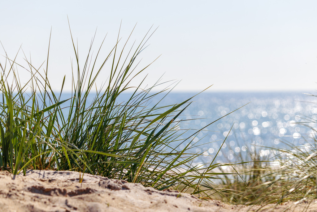 Frisches Küstengras am Meer