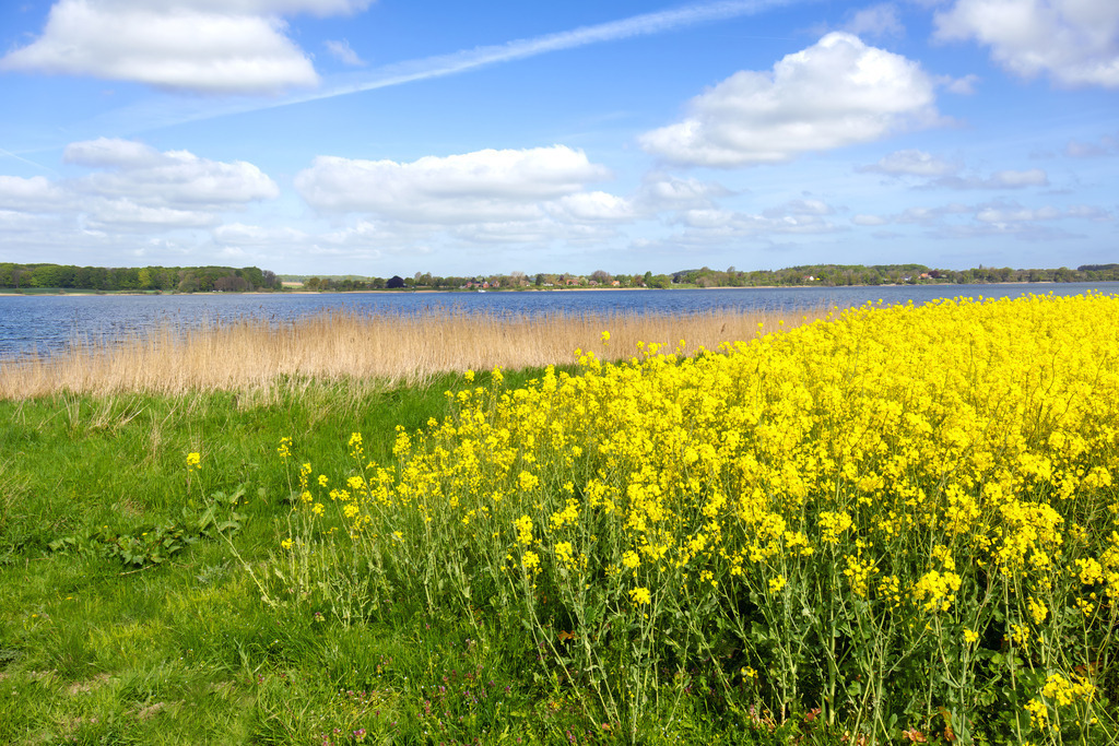 Rapsblüte am Ostseefjord