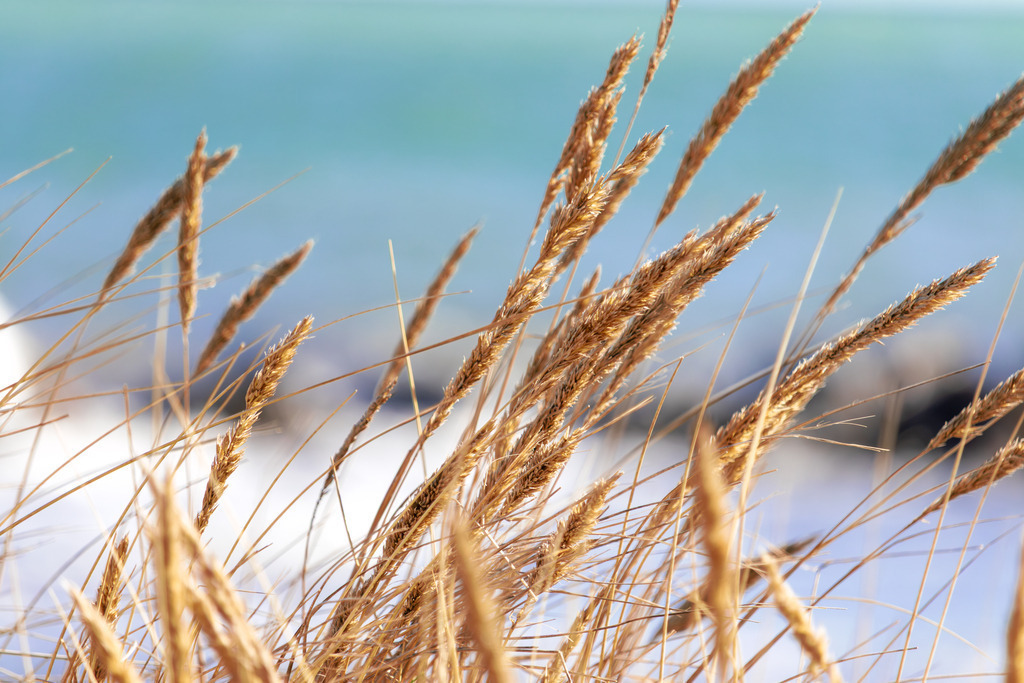 Goldener Strandhafer im Wind