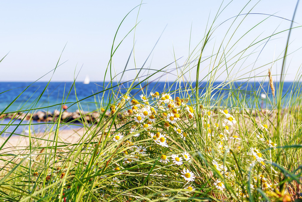 Strandkamille an der Ostsee