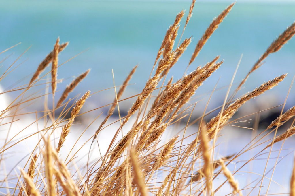 Goldener Strandhafer im Wind