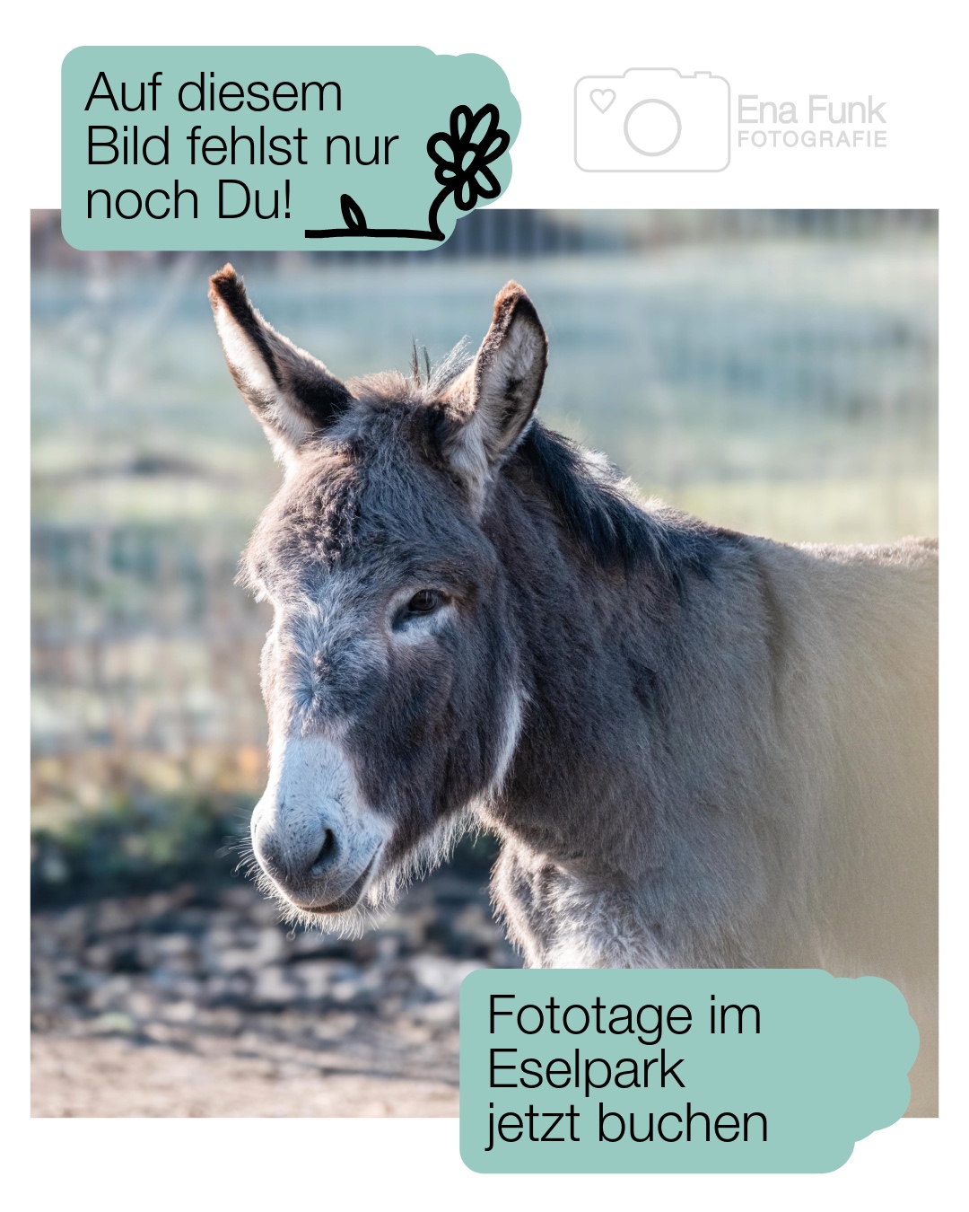 Fototage Eselpark