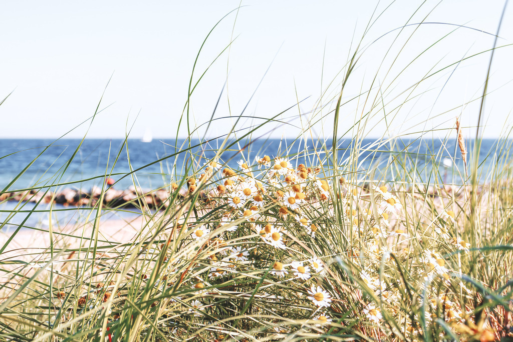 Strandkamille an der Ostsee