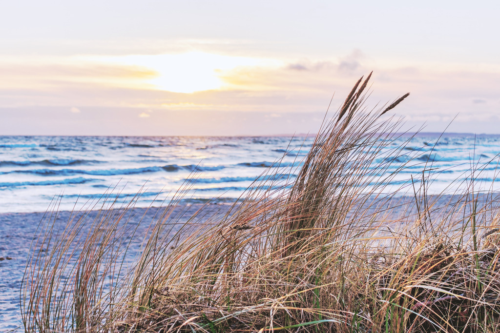 Strandhafer im Morgenlicht