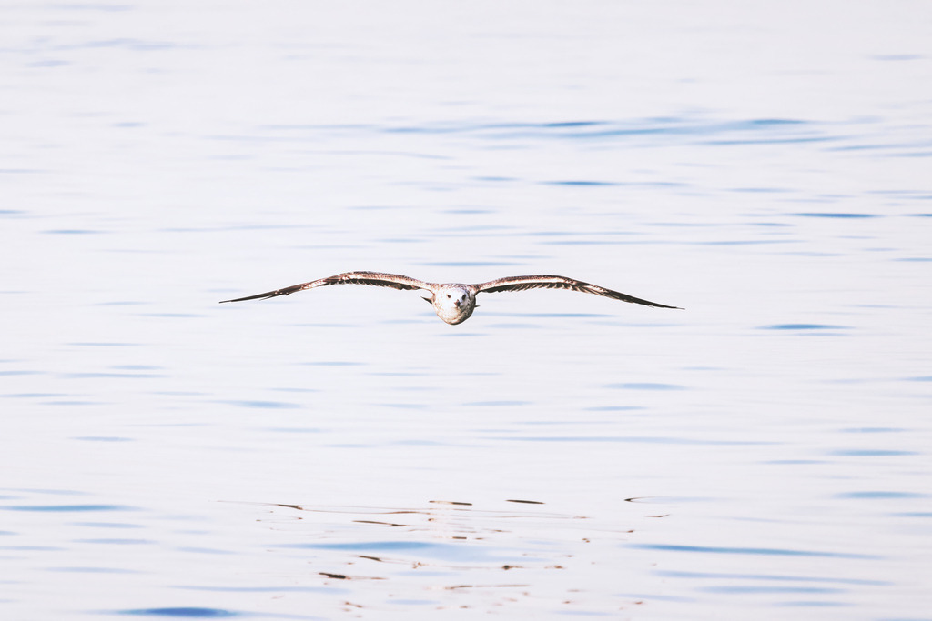 Eleganz im Gleitflug